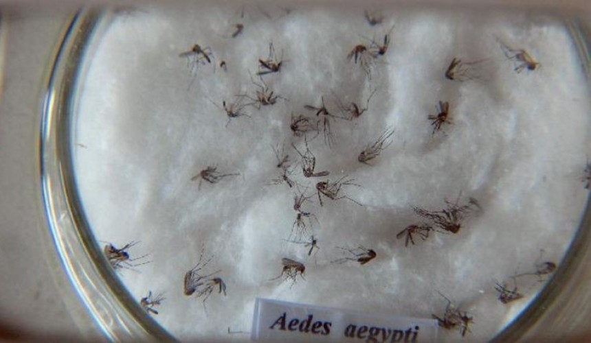 Foz confirma 20º óbito por dengue