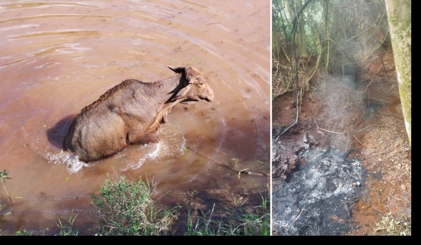Homem colocava fogo em animais na comunidade Jangadinha; O indivíduo foi notificado por maus-tratos