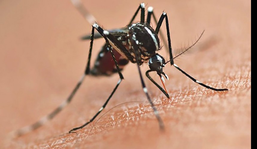 Período epidemiológico 2022/2023 da dengue termina com 135 mil casos e 108 mortes
