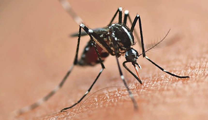Período epidemiológico da dengue termina com 146 casos positivos e 341 casos notificados em Capitão