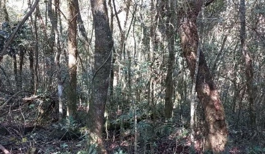 Corpo de homem é encontrado em área de mata