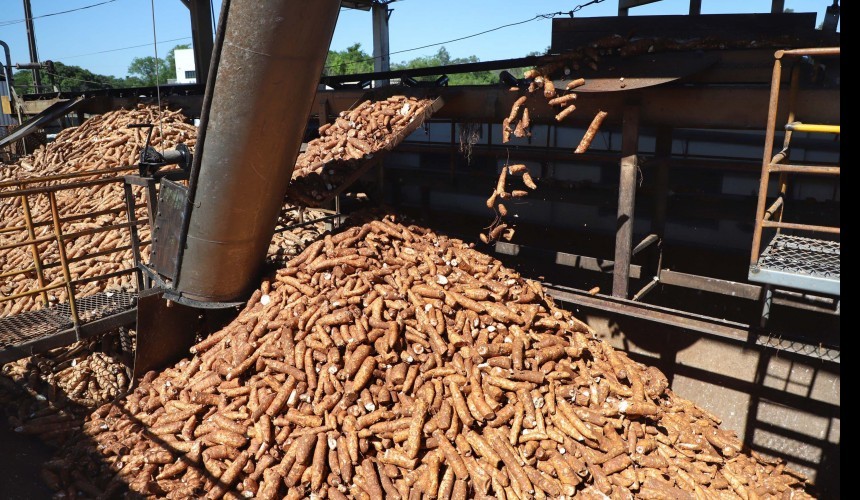 Paraná lidera produção nacional de mandioca com finalidade industrial