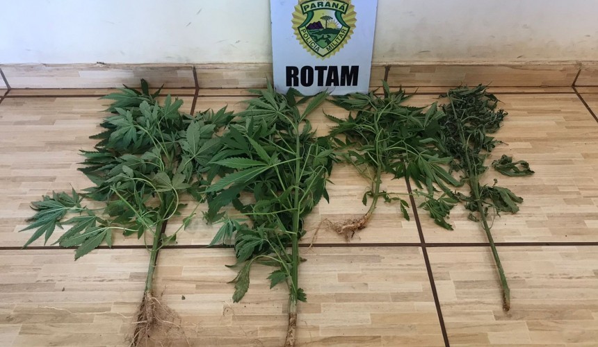 Rotam localiza pês de maconha em residência de Boa Vista da Aparecida