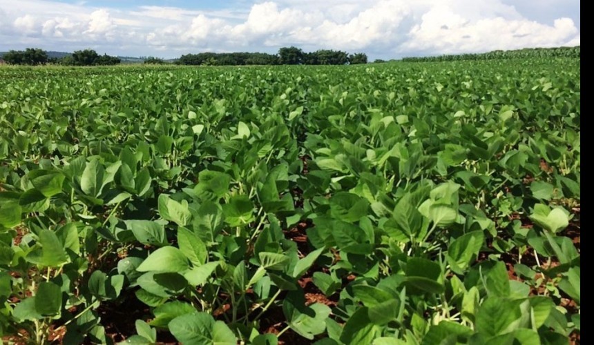 Apesar de cautela com clima, plantio de soja vai a 1,9% no Brasil e iguala-se a 2018/19
