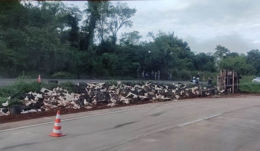 Caminhão com cerca de 2.500 galinhas tomba na BR-163 em Lindoeste