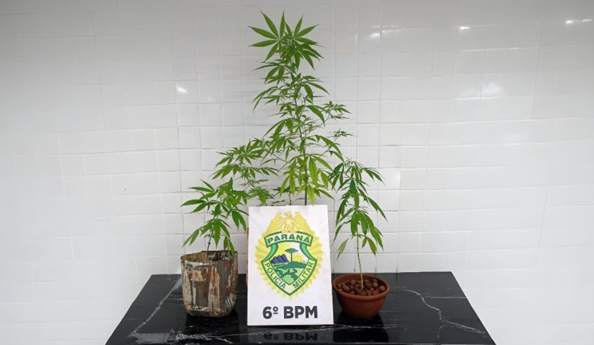 Polícia encontra pés de maconha em casa após briga familiar em Cascavel