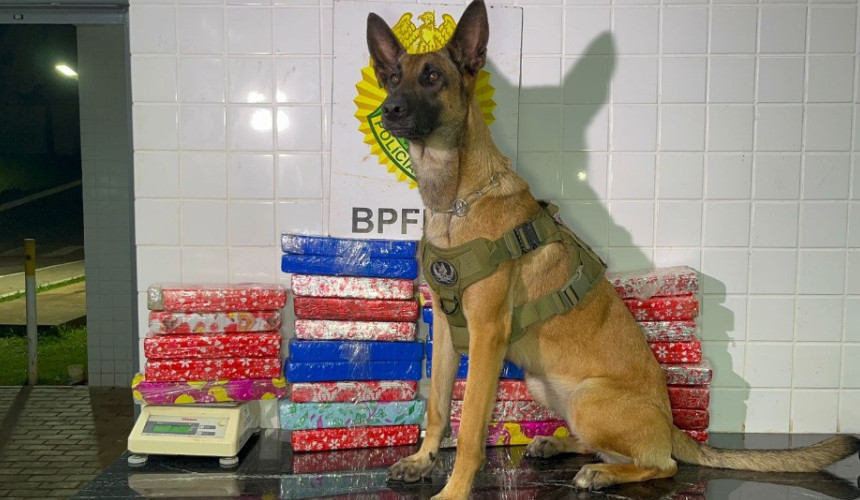 Mulher é detida na rodoviária de Cascavel com 23 quilos de maconha em mala de viagem