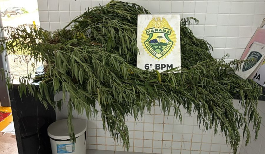 Mulher é presa após polícia encontrar pé de maconha de 2,5 metros em residência de Lindoeste