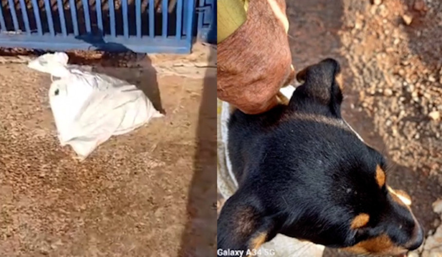 Filhote de cachorro é abandonado dentro de saco no Paraná