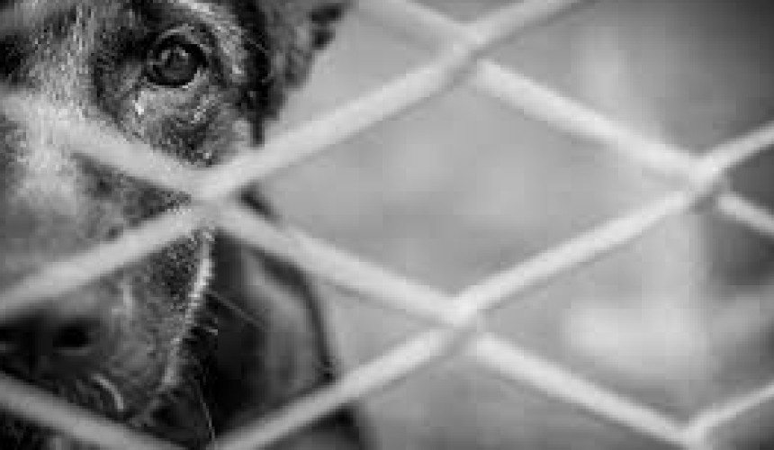 Homem é preso por maus-tratos a cachorro em Céu Azul