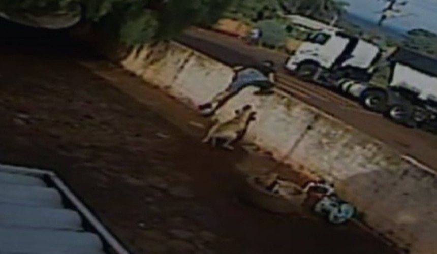 Câmera flagra homem sendo mordido por Rottweiler ao fugir da PRF em Lindoeste