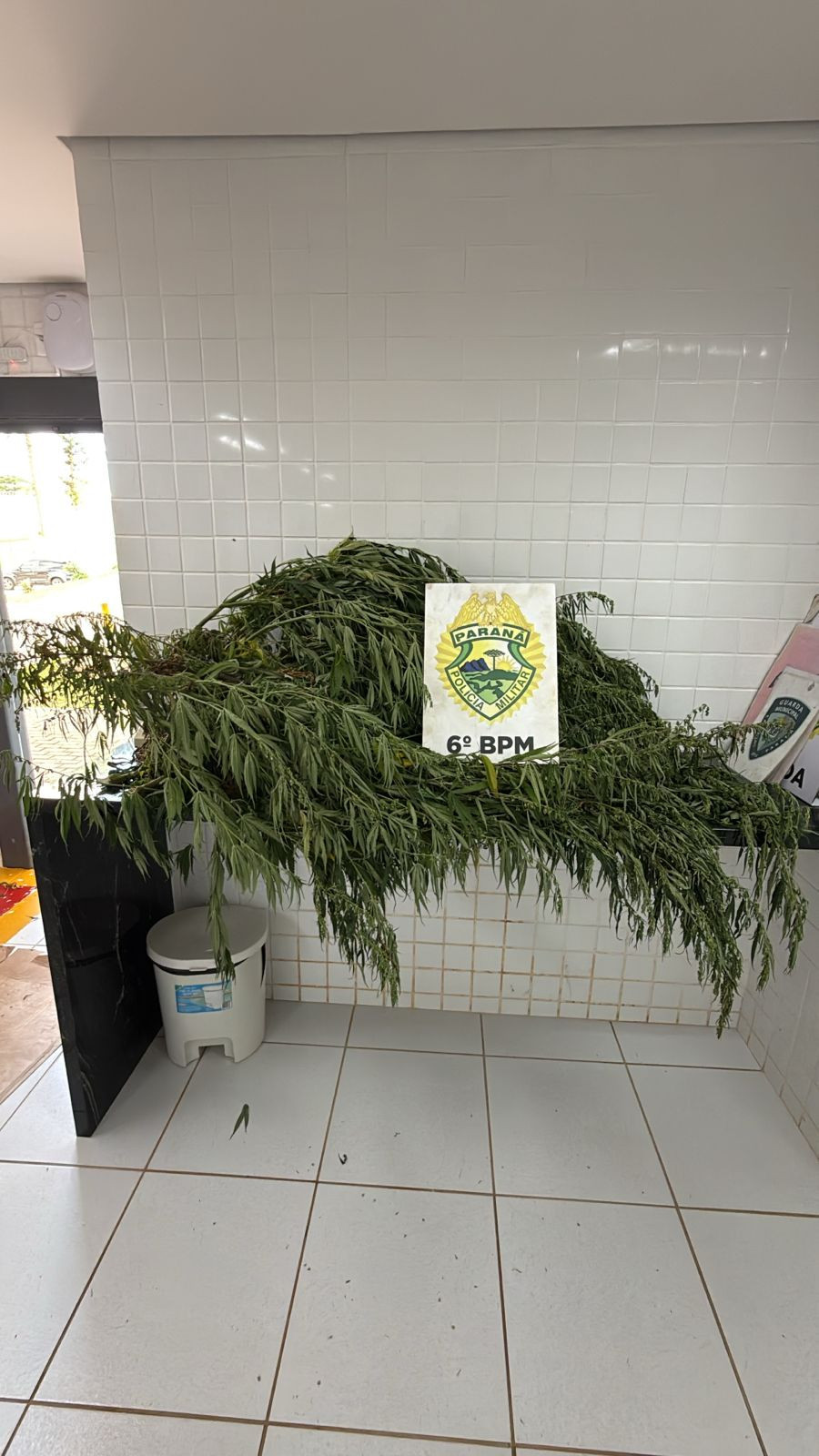 Mulher é presa após polícia encontrar pé de maconha de 2,5 metros em residência de Lindoeste